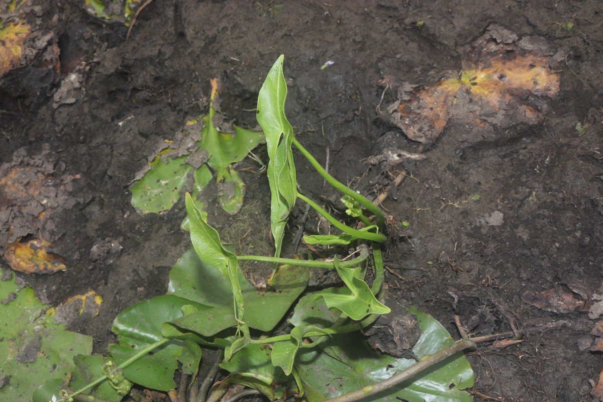 Limnophyton obtusifolium (L.) Miq.